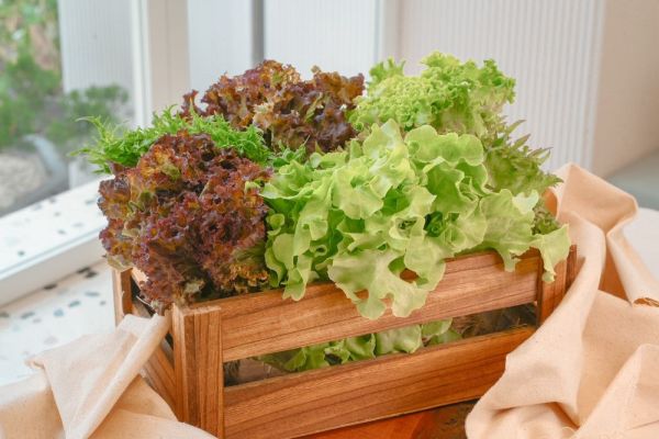 丹雲水耕生菜(丹雲水耕生菜)